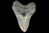 Serrated, Fossil Megalodon Tooth - Georgia #90766-1